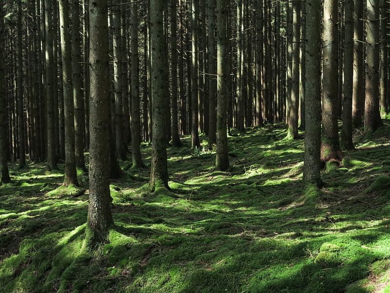 Bomen in de Belgische Ardennen von Paul de Vos