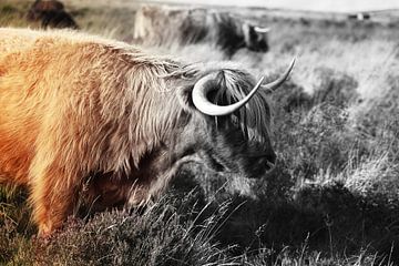 Schotse Hooglander van Jill Spijkers