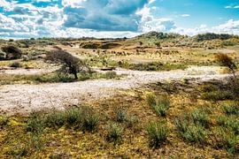 Dünen in der Landschaft im Herbst von eric van der eijk