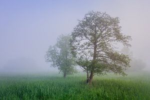 Des arbres dans un lit de roseaux brumeux
