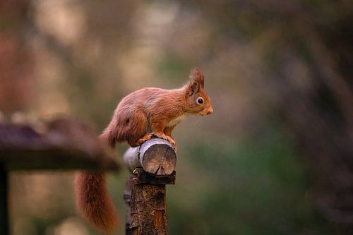 Eichhörnchen an der Futterstelle