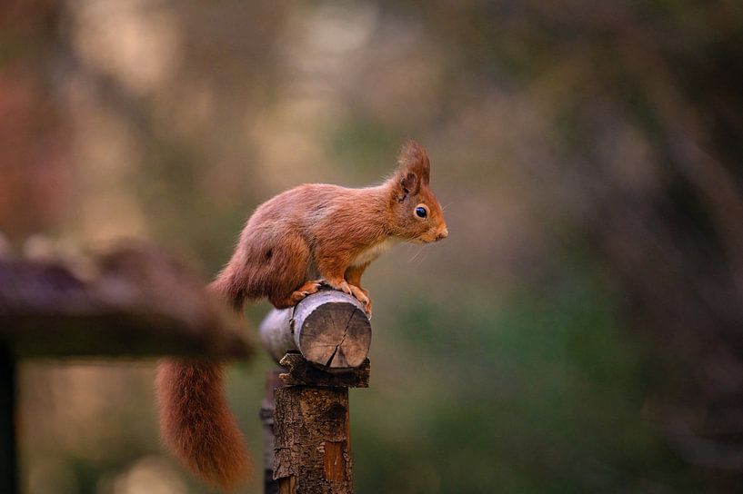 Eichhörnchen an der Futterstelle von Vincent D'hondt