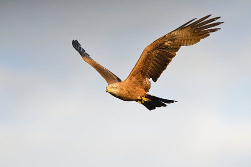 Zwarte Wouw in de vlucht