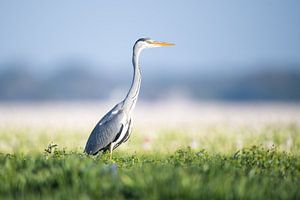 Blauwe reiger in de bollenvelden bij Alkmaar van Dennis Janssen