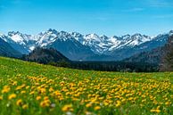 Dandelion over the Oberallgäu Alps by Leo Schindzielorz thumbnail