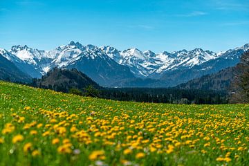 Paardebloem boven de Ober Allgäuer Alpen van Leo Schindzielorz
