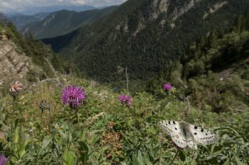 Apollovlinder in landschap