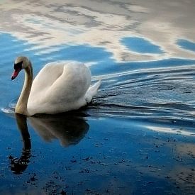 Zwaan 2 Swan van Malec Gebrek