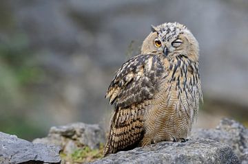 Eurasian Eagle Owl ( Bubo bubo ), young owl, perched on a rock, blinking eye, frontal view, looks fu by wunderbare Erde