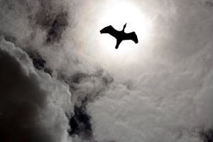 Zonnevogel