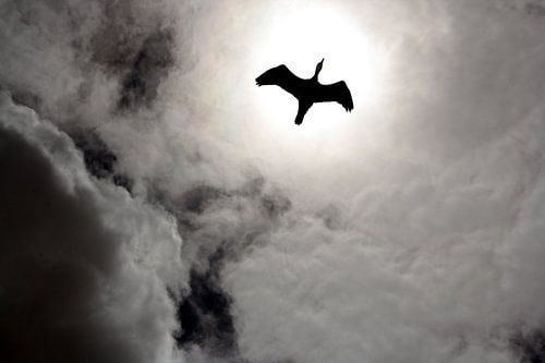 Sun bird