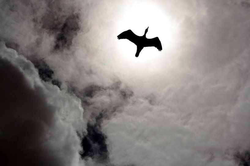 Zonnevogel von Liane Dhyana Pagie