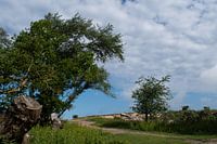 Raue Natur in den Dünen