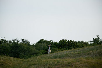 Fallow deer on the dune top