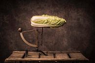 Chinese cabbage by Geert-Jan Timmermans thumbnail