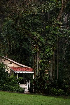 Rondo Retreat in Kakamega Forest, Kenya by Rogier Muller