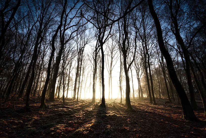 Mist in het bos Liggend by Jeffrey Van Zandbeek