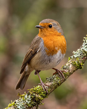 European Robin Perched on a Moss-Covered Branch – Wildlife Portrait