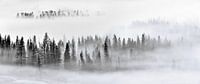 Foggy Forest, Mei Xu by 1x thumbnail