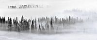 Foggy Wald, Mei Xu