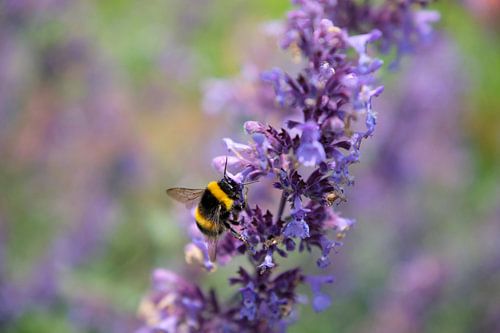 Aardhommel op paarse bloemen
