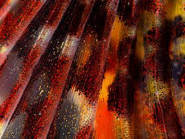 Sea turtle pectoral fin 1 by René Weterings