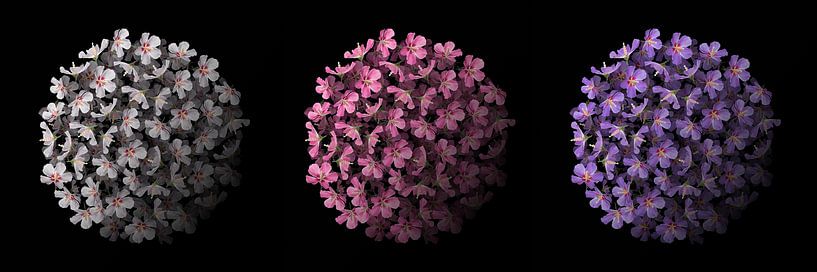Trio d'hibiscus par Klaartje Majoor