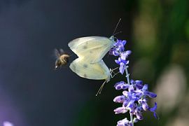 Charmante weiße Schmetterlinge von Thomas Jäger