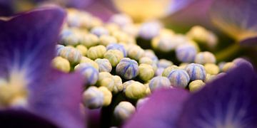 Bloemknoppen van een Hortensia, Hydrangea van Jenco van Zalk