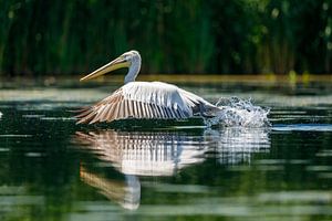 Pelikane im Donaudelta