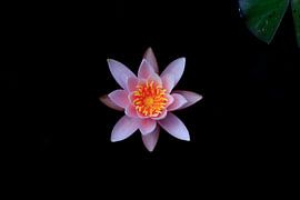 Beau nénuphar pittoresque