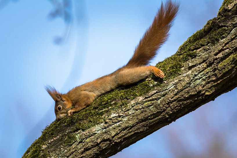 European Squirrel on a branch by Tobias Luxberg