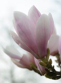 Magnolia sur Jacq Christiaan