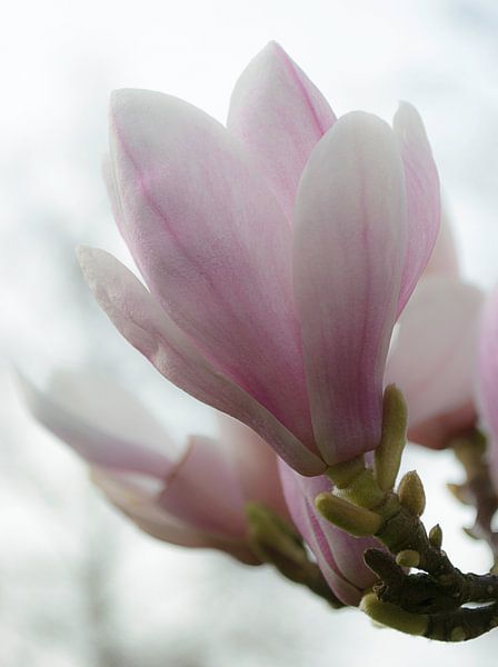 Magnolia van Jacq Christiaan