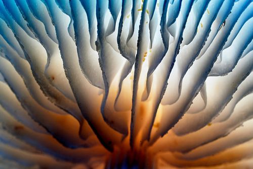 Onder een grote paddenstoel