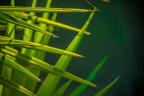 Pflanze mit Morgentau