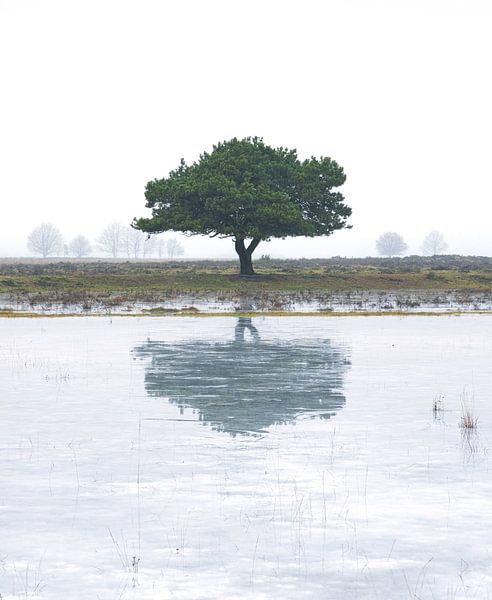 Dwingelderveld (Netherlands) by Marcel Kerdijk