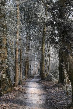 Waldweg im Winter von Patrick Verhoef