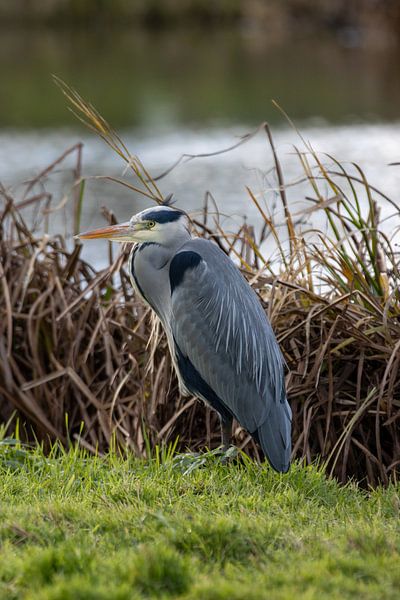 De Waakzame Reiger aan de Oever van Sebastian Stef