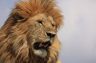 Portret van een leeuw van Saskia Hoks thumbnail