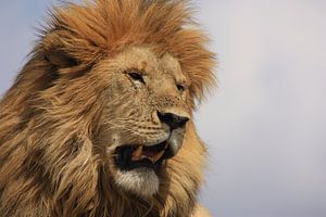 Löwe