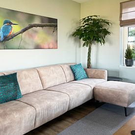 Customer photo: Kingfisher panorama by Kingfisher.photo - Corné van Oosterhout, on ArtFrame