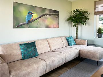 Kundenfoto: Eisvogel panorama