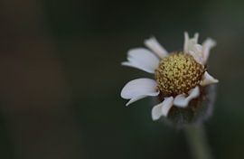 Flower by Silvia Weenink