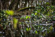 Naturszene : Wald mit Teich von Chihong Miniaturansicht