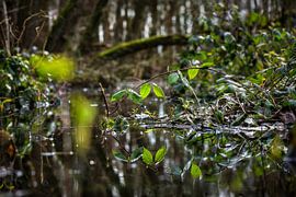Nature scene : forest with pond by Chi