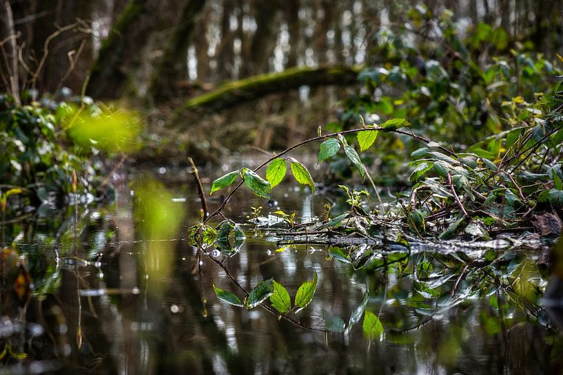 Naturszene : Wald mit Teich von Chihong