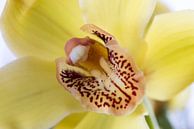 Gele Orchidee van Ronne Vinkx thumbnail