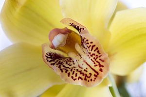 Gelbe Orchidee
