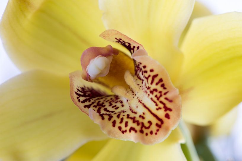 Gele Orchidee van Ronne Vinkx